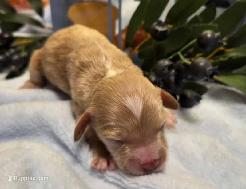 Blueberry Poptart – Cockapoo, Bichpoo puppy for sale in Lancaster, OH