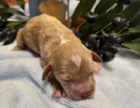 Blueberry Poptart, a male Cockapoo and Bichpoo for sale in Lancaster, OH – 1 of 1