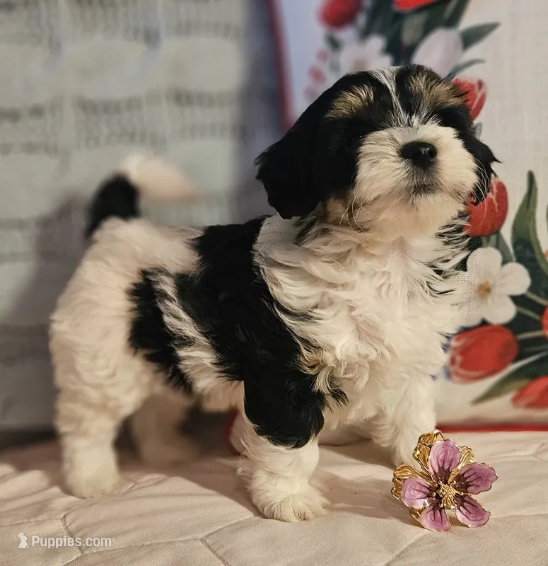 Victoria  – Poodle - Miniature , Bichpoo puppy for sale in Lancaster, OH