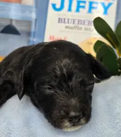 Blueberry Muffin hypoallergenic , a female Cockapoo and Bichpoo for sale in Lancaster, OH – 8 of 9