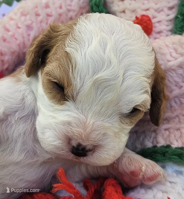 Strawberry Shortcake  – Cavalier King Charles Spaniel, Cavachon puppy for sale in Lancaster, OH