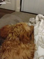 Mia Jewels , a female Cavapoo for sale in Lancaster, OH – 2 of 4