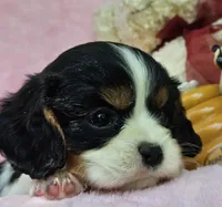 Honey Bear AKC, chocolate carrier, Embark tested, a female Cavalier King Charles Spaniel for sale in Lancaster, OH – 3 of 8