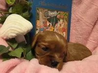 Alice in Wonderland , a female Cavalier King Charles Spaniel for sale in Lancaster, OH – 10 of 10