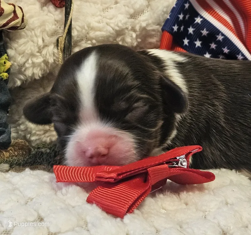Firecracker  – Cavalier King Charles Spaniel puppy for sale in Lancaster, OH