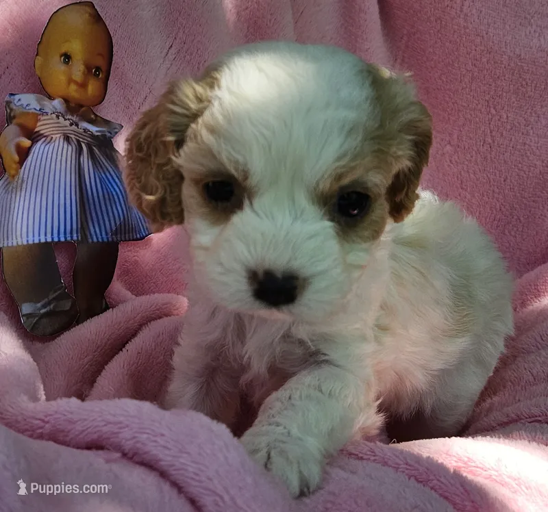 Pixie – Cavalier King Charles Spaniel, Cavachon puppy for sale in Lancaster, OH
