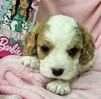 Barbie Doll, a male Cavalier King Charles Spaniel and Cavachon for sale in Lancaster, OH – 9 of 10