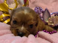 Cinderella akc, a female Cavalier King Charles Spaniel for sale in Lancaster, OH – 10 of 10