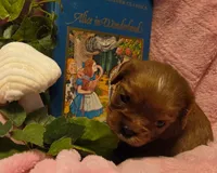 Alice in Wonderland , a female Cavalier King Charles Spaniel for sale in Lancaster, OH – 5 of 10