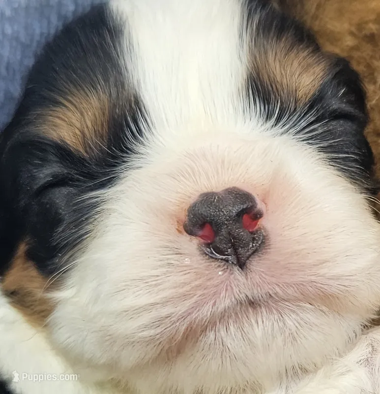 Teddy Bear akc – Cavalier King Charles Spaniel puppy for sale in Lancaster, OH