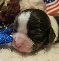 Liberty Bell, a female Cavalier King Charles Spaniel for sale in Lancaster, OH – 1 of 10