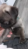 Puglet , a male Pug for sale in Lancaster, OH – 3 of 7