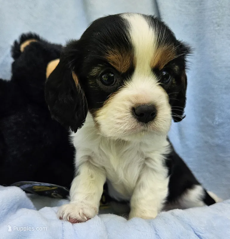 Smoky Bear akc  – Cavalier King Charles Spaniel puppy for sale in Lancaster, OH