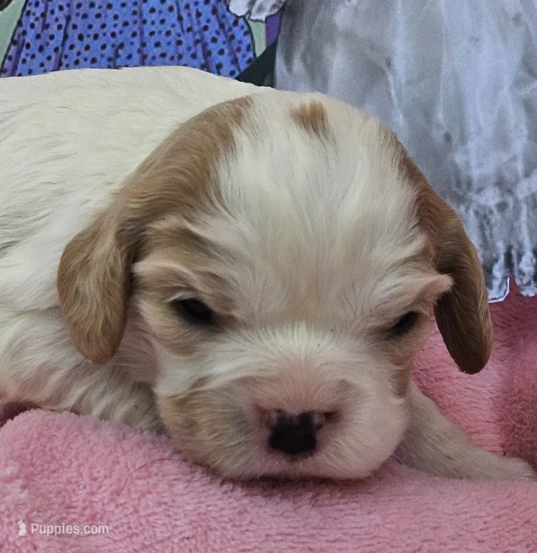 Dolly Dingle  – Cavalier King Charles Spaniel, Cavachon puppy for sale in Lancaster, OH