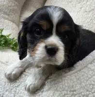 Parsley AKC chocolate carrier , a male Cavalier King Charles Spaniel for sale in Lancaster, OH – 8 of 9