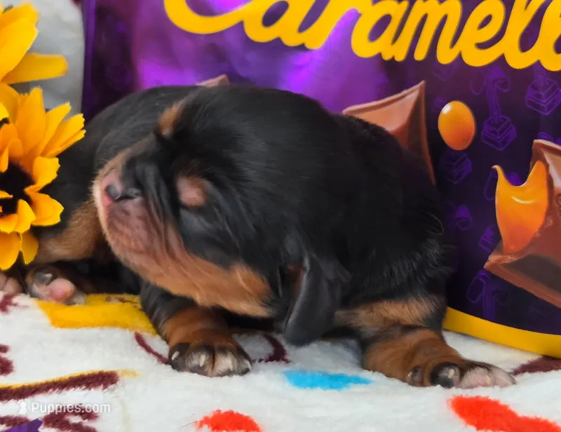 Carmello akc – Cavalier King Charles Spaniel puppy for sale in Lancaster, OH