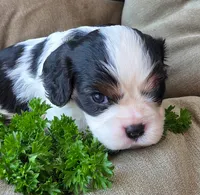 Parsley , a male Cavalier King Charles Spaniel for sale in Lancaster, OH – 6 of 8