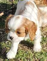 Lucy, a female Cavalier King Charles Spaniel for sale in Lancaster, OH – Photo 8 of 9