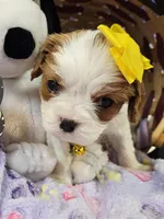 Lucy, a female Cavalier King Charles Spaniel for sale in Lancaster, OH – Photo 2 of 9