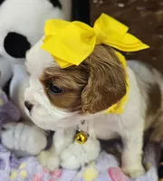 Lucy, a female Cavalier King Charles Spaniel for sale in Lancaster, OH – Photo 3 of 9