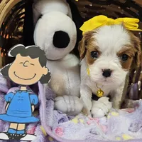 Lucy, a female Cavalier King Charles Spaniel for sale in Lancaster, OH – Photo 5 of 9