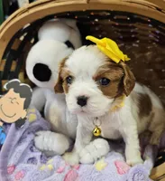 Lucy, a female Cavalier King Charles Spaniel for sale in Lancaster, OH – Photo 6 of 9