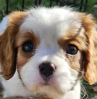 Lucy, a female Cavalier King Charles Spaniel for sale in Lancaster, OH – Photo 9 of 9