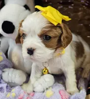 Lucy, a female Cavalier King Charles Spaniel for sale in Lancaster, OH – Photo 4 of 9
