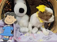 Lucy, a female Cavalier King Charles Spaniel for sale in Lancaster, OH – Photo 7 of 9