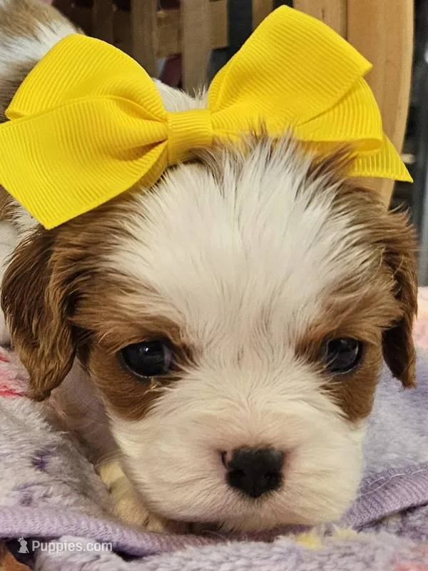 Lucy – Cavalier King Charles Spaniel puppy for sale in Lancaster, OH