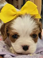 Lucy, a female Cavalier King Charles Spaniel for sale in Lancaster, OH – Photo 1 of 9