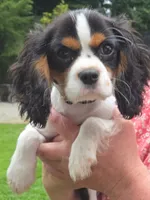 Smoky Bear akc choc carrier , a male Cavalier King Charles Spaniel for sale in Lancaster, OH – 6 of 10