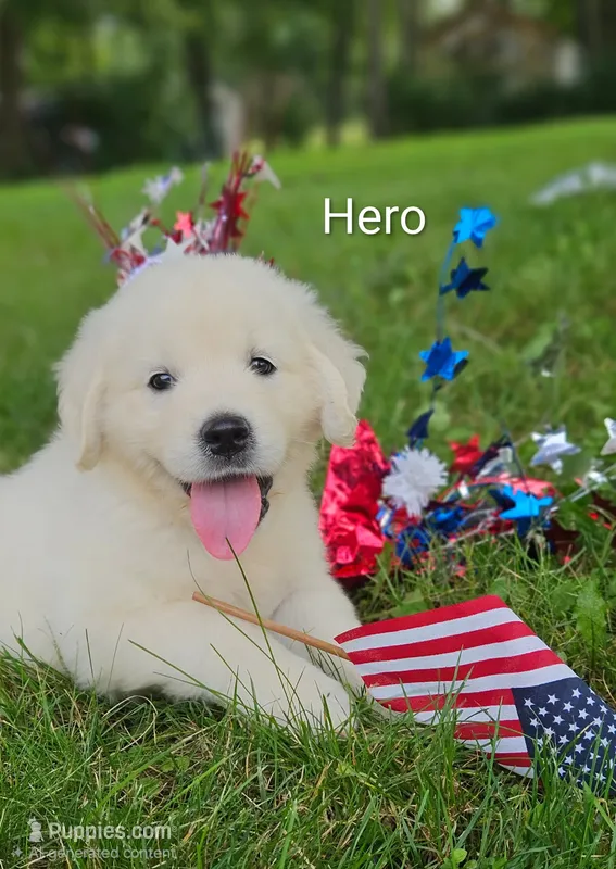Hero ACA – Golden Retriever, English Cream Golden Retriever puppy for sale in Lancaster, OH