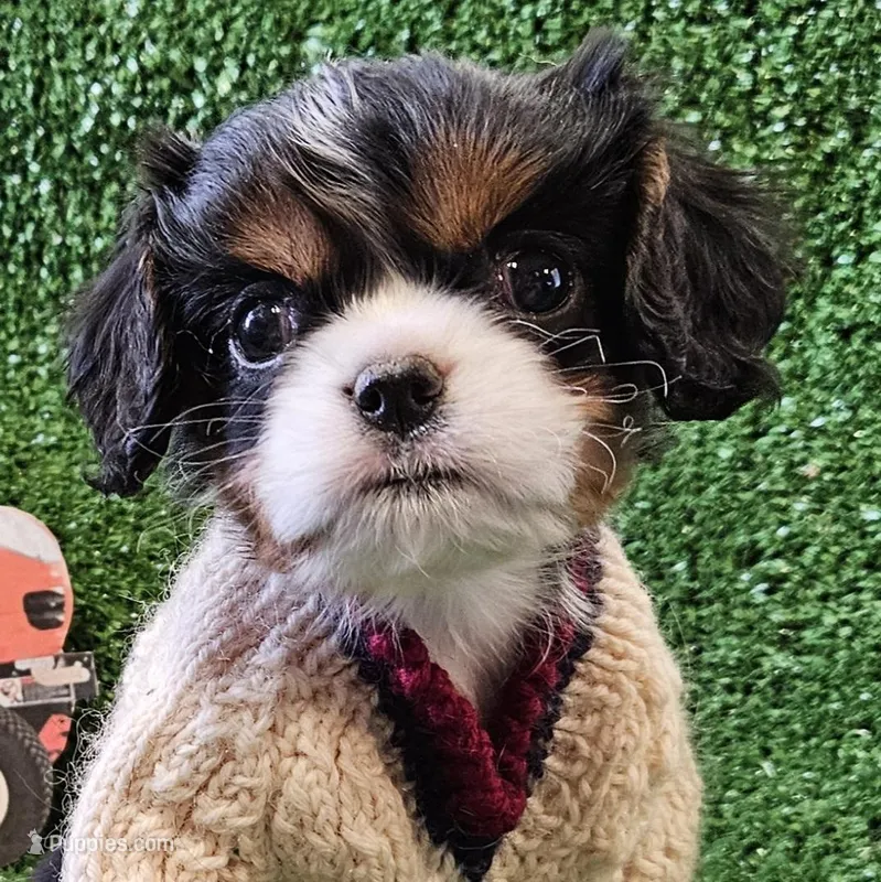 Kubota  – Cavalier King Charles Spaniel puppy for sale in Lancaster, OH