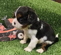 Kubota , a male Cavalier King Charles Spaniel for sale in Lancaster, OH – Photo 8 of 10