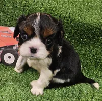 Kubota , a male Cavalier King Charles Spaniel for sale in Lancaster, OH – Photo 9 of 10