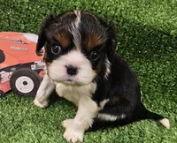 Kubota , a male Cavalier King Charles Spaniel for sale in Lancaster, OH – Photo 1 of 10