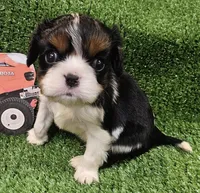Kubota , a male Cavalier King Charles Spaniel for sale in Lancaster, OH – Photo 3 of 10