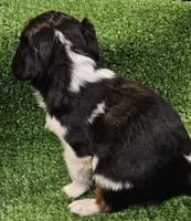 Kubota , a male Cavalier King Charles Spaniel for sale in Lancaster, OH – Photo 2 of 10