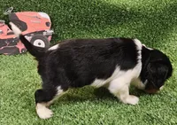 Kubota , a male Cavalier King Charles Spaniel for sale in Lancaster, OH – Photo 7 of 10