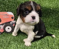 Kubota , a male Cavalier King Charles Spaniel for sale in Lancaster, OH – Photo 5 of 10