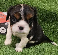 Kubota , a male Cavalier King Charles Spaniel for sale in Lancaster, OH – Photo 4 of 10