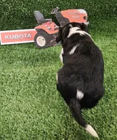 Kubota , a male Cavalier King Charles Spaniel for sale in Lancaster, OH – Photo 10 of 10