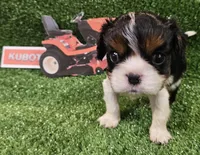 Kubota , a male Cavalier King Charles Spaniel for sale in Lancaster, OH – Photo 6 of 10