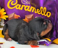 Carmello akc, a female Cavalier King Charles Spaniel for sale in Lancaster, OH – 10 of 10