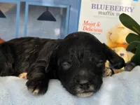 Blueberry Muffin hypoallergenic , a female Cockapoo and Bichpoo for sale in Lancaster, OH – 3 of 9