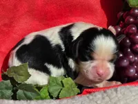 Goofy Grape, a male Cavalier King Charles Spaniel for sale in Lancaster, OH – 2 of 7