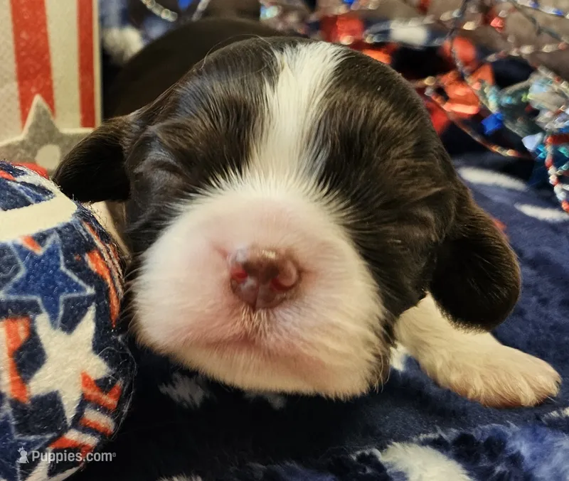 Firecracker / chocolate  – Cavalier King Charles Spaniel puppy for sale in Lancaster, OH