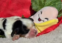 Bouncy Banana , a male Cavalier King Charles Spaniel for sale in Lancaster, OH – 3 of 9