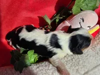 Bouncy Banana , a male Cavalier King Charles Spaniel for sale in Lancaster, OH – 6 of 9